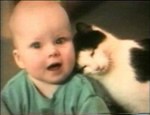 funny cat video