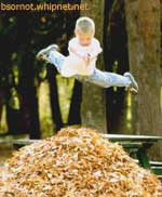 fall, leaves, leaf diver, leaf pile