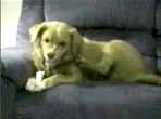 Redneck Dog attacks own foot