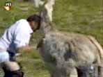 Mule is horney
