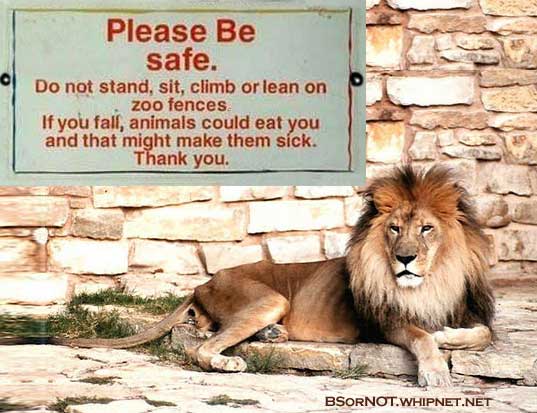 stay off of the grass, zoo fence, lion, zoo animals