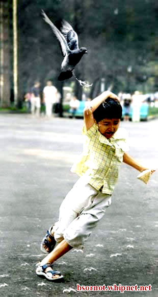 pigeon attacks boy, pigeon fire