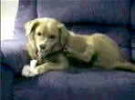 priceless videos, insane canine, dog attacks own leg, dog training, canine training