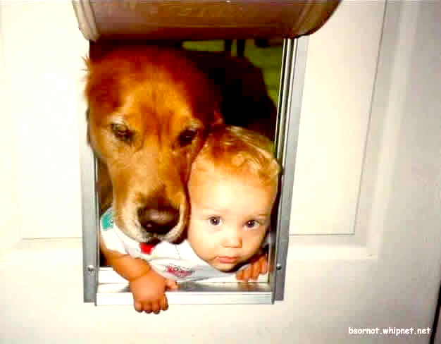 Priceless pet Door, priceless pets, priceless kids