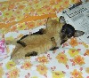 dogs and cats, stories, comedies