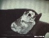 dogs and cats, stories, comedies