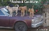 Redneck Car Safety
