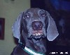 RedNeck Dog