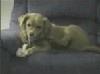 [canine insanity]