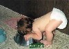 [dog food tastes good]