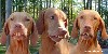 Redneck Houndogs