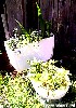 Priceless Planter