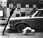 poodle, parking space, bent pipe