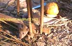 Brown rat, rat caught in trap
