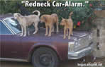dogs on car, cartop, canine protection, car alarm, automobile security