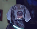dog, canine, pets