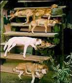 security, alarm, protection