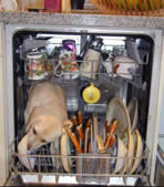 dishwasher, detergent, licking, tounge