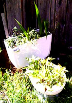 planter, toilet, porta potty, refuse, outhouse