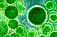 algae oil produces hydrogen