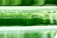 open pond algae; hyudrogen from algae