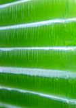 algae oil produces hydrogen