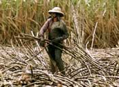 Sugarcane cutter, ethanol plantation worker