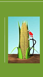 biodiesel, alternative fuel