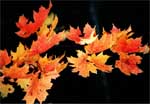 Maple pumpkin pie