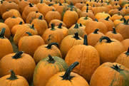 Harvested Pumpkins