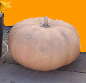 Fresh pumpkin