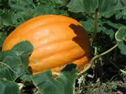 pumpkin growing on the vine