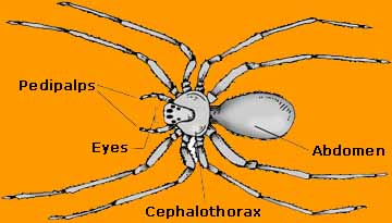 spider parts, spider legs
