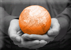 Whipnetworks Web Services | Site Hosting