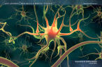 Neural Networks