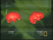 Chimp Brain vs Hobbit Brain