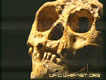 Floresian Skull frontal