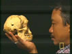 Floresian Skull ratio 2