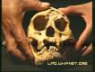 Floresian Skull ratio