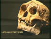 Floresian Skull