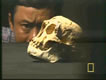 Floresian Skull profile