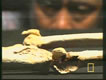 Floresian Bones
