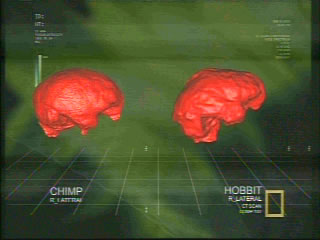 Chimp vs Hobbit Brainscan