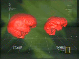 Pygmy vs Hobbit brain