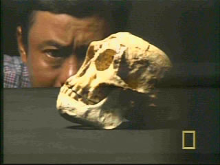 Flores Skull profile