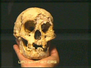 Flores Skull