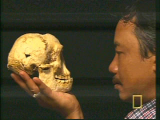 Floresian Skull