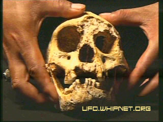 Floresian Skull