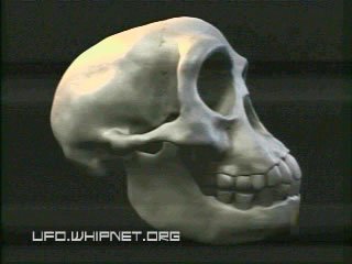 Floresian Skull