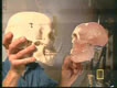 Homo sapien skull vs Hobbit Brain model